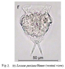 Lecane paxiana