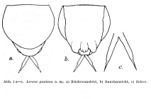 Lecane paxiana