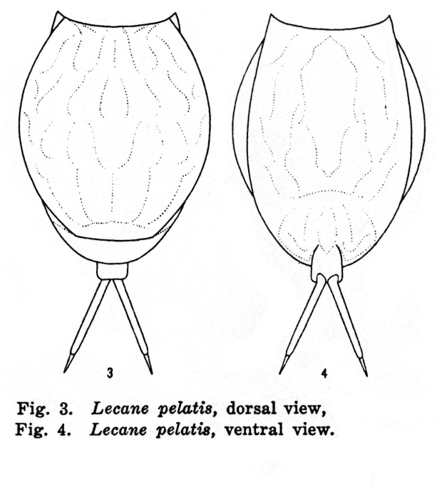 Lecane pelatis - Original description image