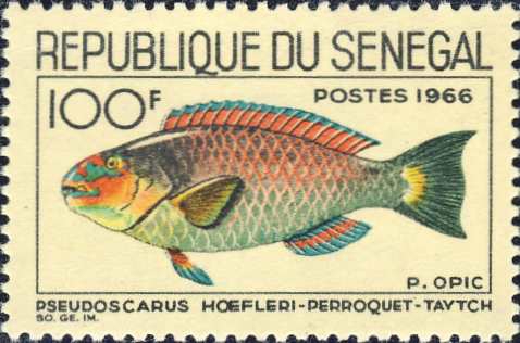 Pseudoscarus hoefleri Pseudoscarus hoefleri