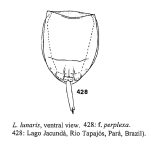 Lecane perplexa