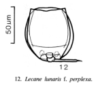 Lecane perplexa