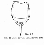 Lecane perplexa