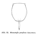 Lecane perplexa