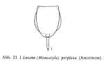 Lecane perplexa