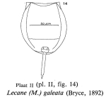Lecane perplexa