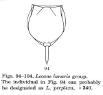 Lecane perplexa