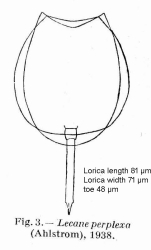 Lecane perplexa
