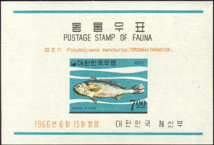 Pseudosciaena manchurica Pseudosciaena manchurica