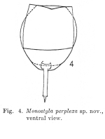 Lecane perplexa - Original description image