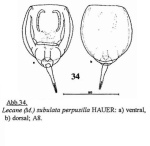 Lecane perpusilla