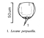 Lecane perpusilla