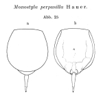 Lecane perpusilla