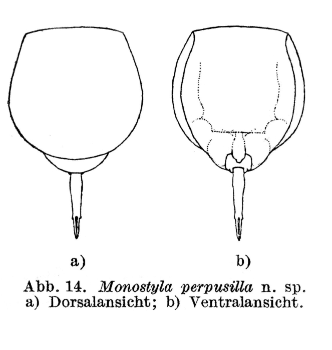 Lecane perpusilla - Original description image