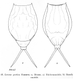 Lecane pertica
