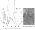Lecane pertica