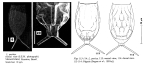 Lecane pertica