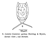 Lecane pertica