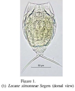 Lecane pertica