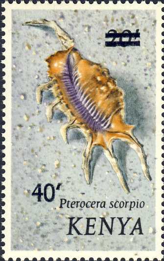 Pterocera scorpius Pterocera scorpius