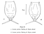 Lecane pertica