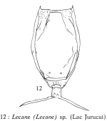 Lecane pertica