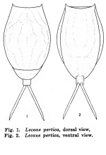 Lecane pertica - Original description image