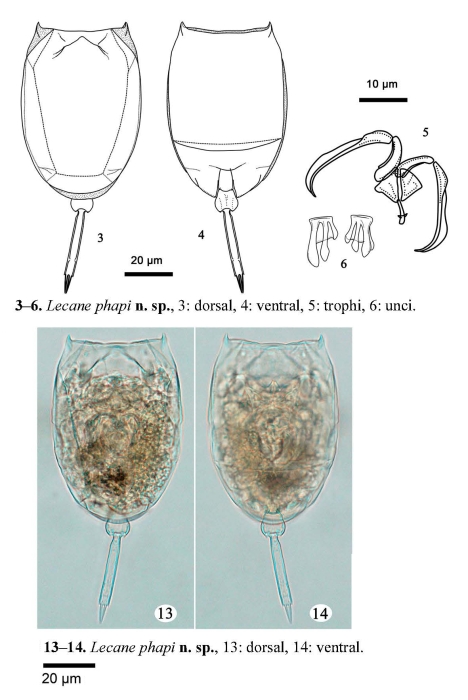 Lecane phapi - Original description image