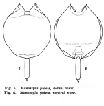 Lecane pideis - Original description image