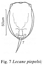 Lecane piepelsi