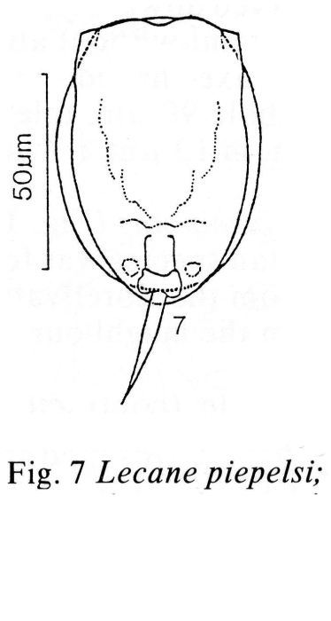 Lecane piepelsi Lecane piepelsi