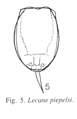 Lecane piepelsi - Original description image