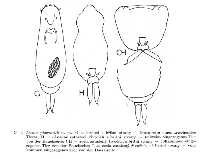 Lecane piovanellii - Original description image