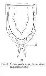 Lecane plesia - Original description image