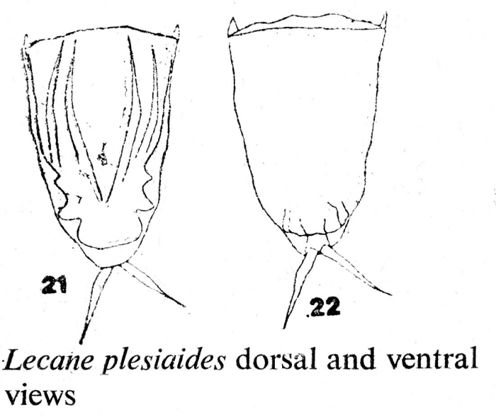 Lecane plesiaides - Original description image