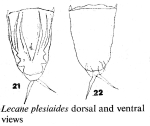 Lecane plesiaides