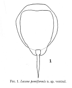 Lecane pomiformis