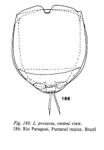 Lecane proiecta