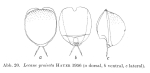 Lecane proiecta