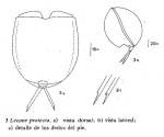 Lecane proiecta