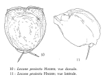 Lecane proiecta