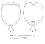 Lecane proiecta - Original description image