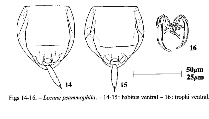 Lecane psammophila Lecane psammophila