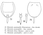 Lecane psammophila