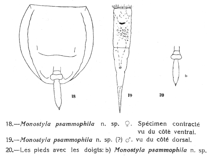Lecane psammophila - Original description image