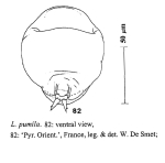 Lecane pumila