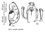 Lecane pumila