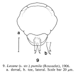 Lecane pumila
