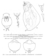 Lecane pumila