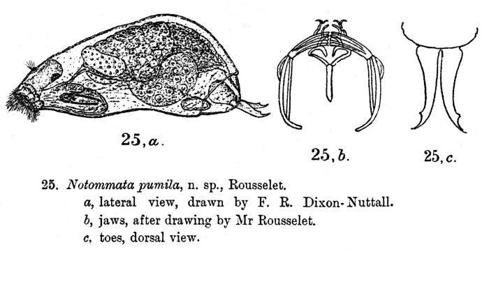 Lecane pumila - Original description image